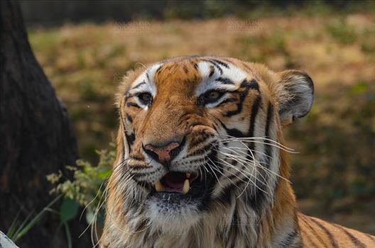 Royal Bengal Tiger, New Delhi, India- April 3, 2018: Close-up of a Royal Bengal Tiger (Panthera tigris Tigris) in aggressive mood showing its canines at New Delhi, India.