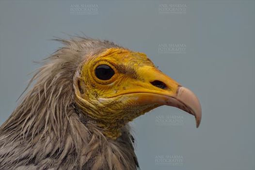 Egyptian vulture, Aligarh, Uttar Pradesh, India- January 21, 2017: Close-up of an adult Egyptian Vulture with blue background at Aligarh, Uttar Pradesh, India.