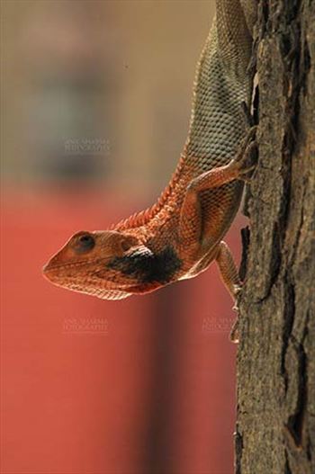 Reptiles- Oriental Garden Lizard - Noida, Uttar Pradesh, India- May 28, 2011: Oriental Garden Lizard, Eastern Garden Lizard or Changeable Lizard (Calotes versicolor) on a tree trunk at Noida, Uttar Pradesh, India.
