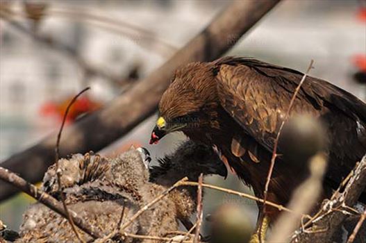 Birds-  Black Kite Milvus migrans (Boddaert) - Mom black kite feeding raw meat to her chicks.