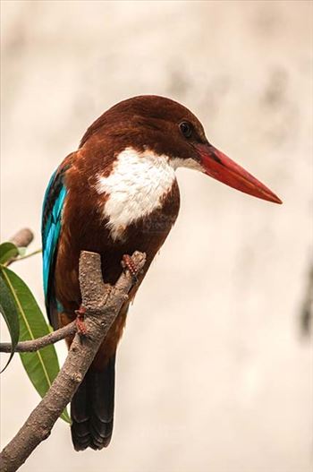 An adult White Breasted Kingfisher, Halcyon smyrnensis (Linnaeus) sitting on a tree branch in a garden at Noida,Uttar Pradesh, India.