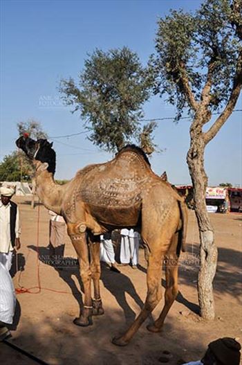 Nagaur, Rajasthan, India- Febuary 10, 2011: A young camel with owner and buyers at Nagaur Cattle fair, Nagaur, Rajasthan, India