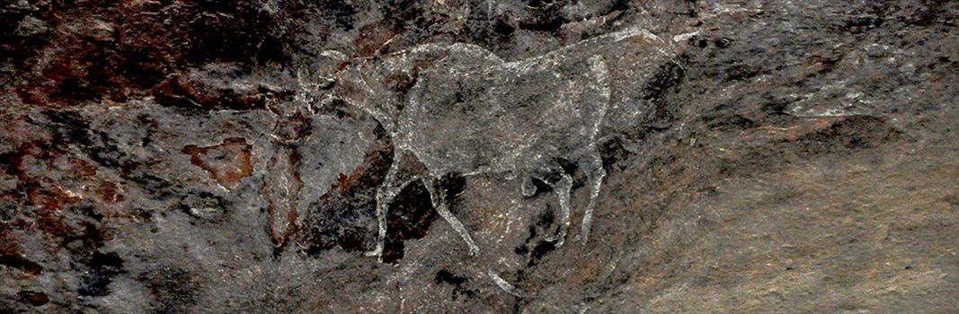Prehistoric Rock Painting showing running bull in white color at Bhimbetka archaeological site