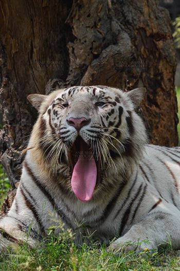 White Tiger, New Delhi, India- April 3, 2018: Portrait of a White Tiger (Panthera tigris) showing tongue at New Delhi, India.