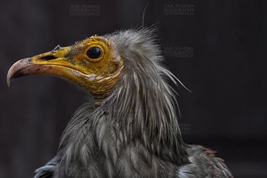 Birds- Egyptian Vulture (Neophron percnopterus) - Egyptian vulture, Aligarh, Uttar Pradesh, India- January 21, 2017: Close-up of an adult Egyptian Vulture with dark background at Aligarh, Uttar Pradesh, India.