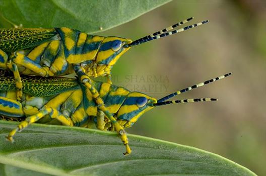 An Indian Painted Grasshopper, Poekilocerus Pictus, pair mating on milkweed plant leaves at Noida, Uttar Pradesh, India.