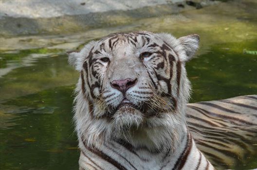 Wildlife- White Tiger (Panthera Tigris) - White Tiger, New Delhi, India- June 20, 2018: A White Tiger (Panthera tigris) sitting in a small water pool at New Delhi, India.