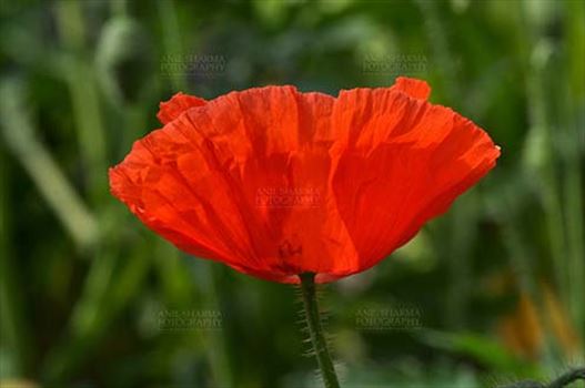 Beautiful Red Color Poppy (Papaver oideae) flower with green color background blooming in a garden at Noida, Uttar Pradesh, India.