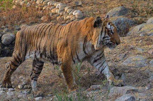 Wildlife- Royal Bengal Tiger (Panthera Tigris Tigris) - Royal Bengal Tiger, New Delhi, India- April 4, 2018: A Royal Bengal Tiger (Panthera tigris Tigris) roaming at  New Delhi, India.