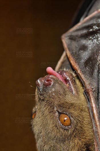 Indian Fruit Bats (Pteropus giganteus) Noida, Uttar Pradesh, India- January 19, 2017: Close-up of an Indian fruit bat urinating, licking its urine while hanging upside down at Noida, Uttar Pradesh, India.