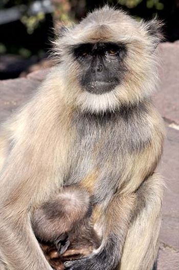 Close-up of a mother black footed Gray Langur (Semnopithecus hypoleucos) with newly born suckling baby in her arms at Bhopal, Madhya Pradesh, India.
