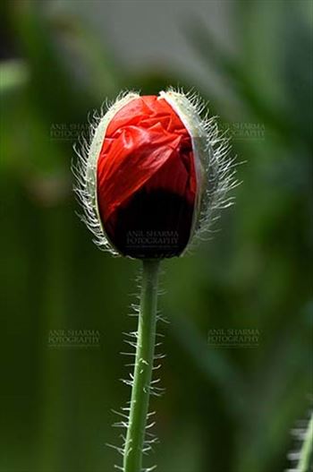 Flowers- Poppy Flowers (Papaver oideae) - Beautiful Red Color Poppy (Papaver oideae) bud with green color background in a garden at Noida, Uttar Pradesh, India.