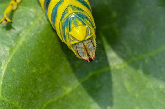 Micro shot of ovipositor of an Indian Painted Grasshopper, Poekilocerus Pictus, sitting on milkweed plant leaves.