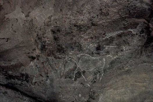 Archaeology- Bhimbetka Rock Shelters (India) - Prehistoric Rock Painting showing running bull in white color at Bhimbetka archaeological site, Raisen, Madhya Pradesh, India