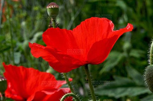 Beautiful Red Color Poppy (Papaver oideae) flowers with green color background blooming in a small garden at Noida, Uttar Pradesh, India.