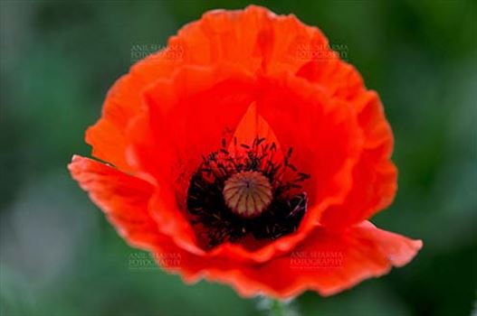 Close up of a Beautiful Red Color Poppy (Papaver oideae) flower with green color background blooming in a small garden at Noida, Uttar Pradesh, India.