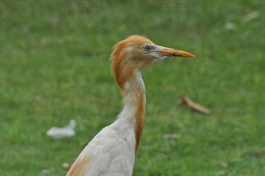Noida, India- July 13, 2012: Cattle Egret (Bubulcus ibis) close-up of head during breeding season with orange pullme on its head and back in a garden at Noida, Uttar Pradesh, India.