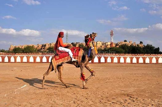 A camel performing dance at Jaisalmer desert festival.