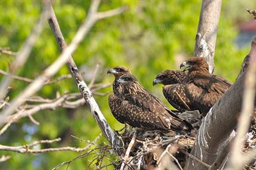 Birds-  Black Kite Milvus migrans (Boddaert) - “My Black Kite Army” – Mom Black Kite.