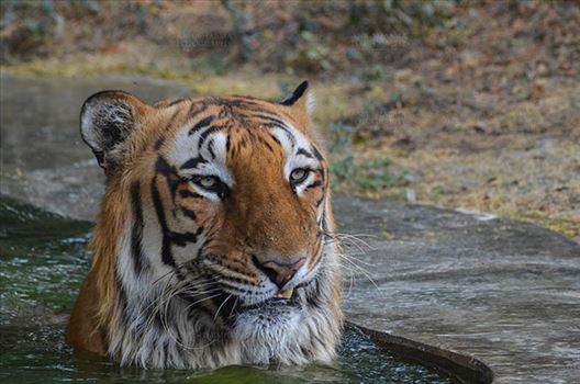 Royal Bengal Tiger, New Delhi, India- April 5, 2018: A Royal Bengal Tiger (Panthera tigris Tigris) sitting in a small water pool at New Delhi, India.