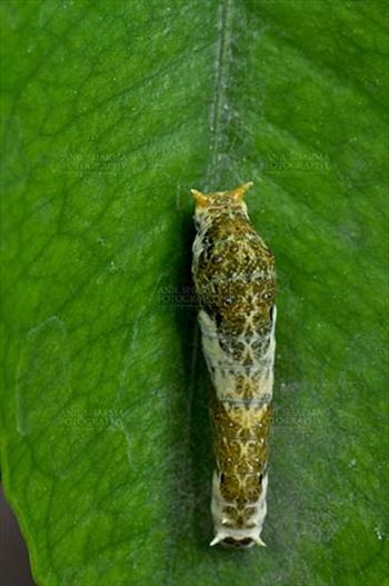 Noida, Uttar Pradesh, India- April 5, 2016: Citrus (Lime, lemon) Swallowtail butterfly caterpillar (Papilio demoleus) at Noida, Uttar Pradesh, India.