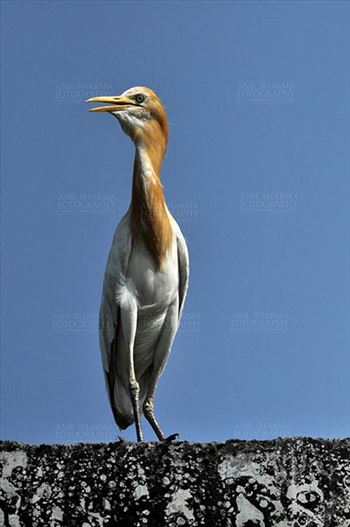 Noida, India- Septrember 1, 2013: Cattle Egret (Bubulcus ibis) during breeding season with orange pullme on its head and back, sitting on a wall at Noida, Uttar Pradesh, India.