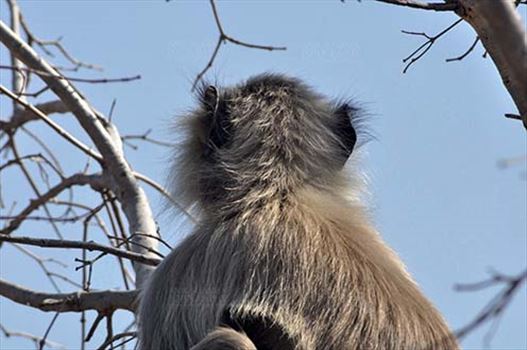 Back pose of a lonely male black footed Gray Langur (Semnopithecus hypoleucos) sitting on a tree branch at Bhopal, Madhya Pradesh, India.