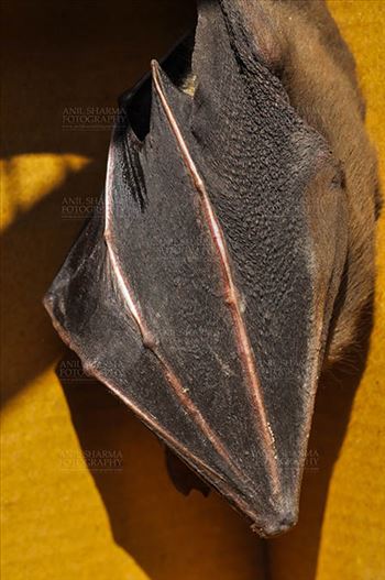 Indian Fruit Bats (Pteropus giganteus) Nostrils, Noida, Uttar Pradesh, India- January 19, 2017: Close-up of an Indian fruit bat hanging upside down, body covered with its wings at Noida, Uttar Pradesh, India.