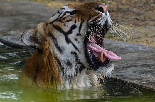 Royal Bengal Tiger, New Delhi, India- April 4, 2018: A Royal Bengal Tiger (Panthera tigris Tigris) yawning at New Delhi, India.