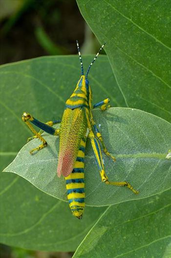 Close-up of an Indian Painted Grasshopper, Poekilocerus Pictus, sitting on a milkweed leave at Noida, Uttar Pradesh, India.