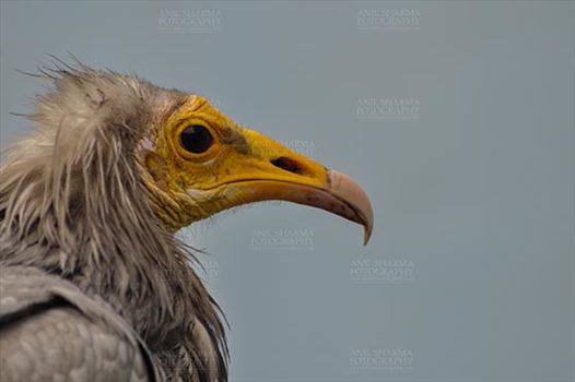 Birds- Egyptian Vulture (Neophron percnopterus) - Egyptian vulture, Aligarh, Uttar Pradesh, India- January 21, 2017: Close-up of an adult Egyptian Vulture with blue background at Aligarh, Uttar Pradesh, India.