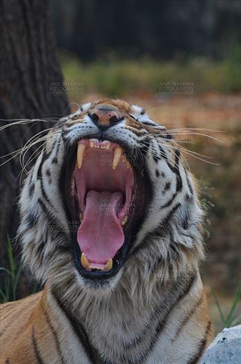 Royal Bengal Tiger, New Delhi, India- April 5, 2018: Portrait of A Royal Bengal Tiger (Panthera tigris Tigris) in furious mood showing its canines at New Delhi, India.