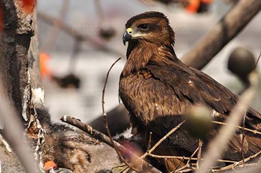 Birds-  Black Kite Milvus migrans (Boddaert) - Close-up of Black Kite Mom.