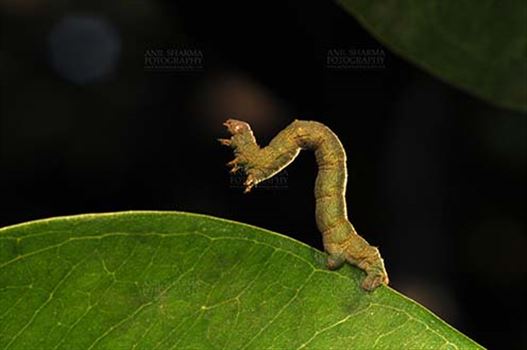 Insects- Caterpillar - Noida, Uttar Pradesh, India- November 30, 2013: A big caterpillar on a leaf at Noida, Uttar Pradesh, India.