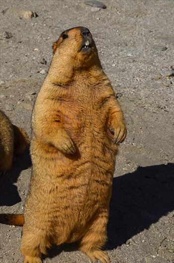 A young Himalayan Marmot calling other group members.