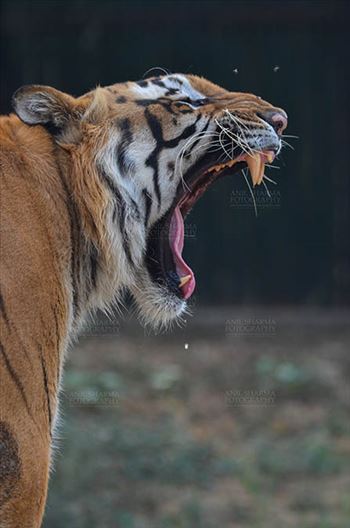 Wildlife- Royal Bengal Tiger (Panthera Tigris Tigris) - Royal Bengal Tiger, New Delhi, India- April 5, 2018: Portrait of A Royal Bengal Tiger (Panthera tigris Tigris) in furious mood showing its canines at New Delhi, India.