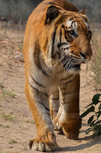 Royal Bengal Tiger, New Delhi, India- April 2, 2018: A Royal Bengal Tiger (Panthera tigris Tigris) roaming at New Delhi, India.