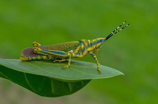 An Indian Painted Grasshopper, Poekilocerus Pictus, sitting on a milkweed leave at Noida, Uttar Pradesh, India.