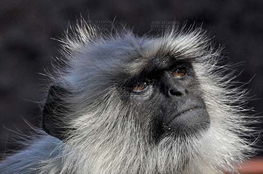 Wildlife- Gray or Common Indian Langur (India) - Close-up of an old black footed Gray or common female Langur (Semnopithecus hypoleucos) in her own world at Bhopal, Madhya Pradesh, India.