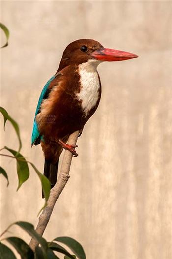 An adult White Breasted Kingfisher, Halcyon smyrnensis (Linnaeus) in search of food in a garden, Noida, Uttar Pradesh, India.