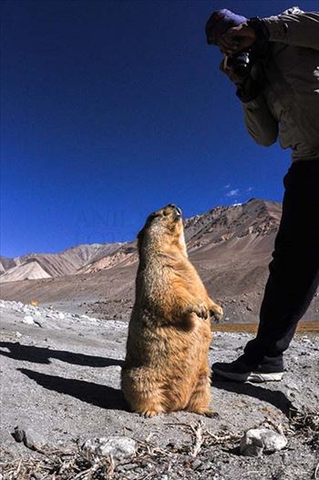 A tourist taking picture of Himalayan Marmots at Leh.