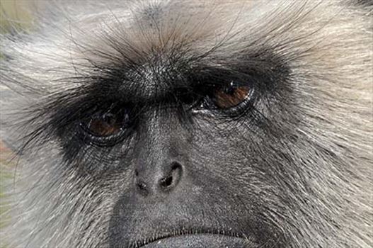 Close-up of a black footed Gray Langur(Semnopithecus hypoleucos) talking to his own conscious at Bhopal, Madhya Pradesh, India.