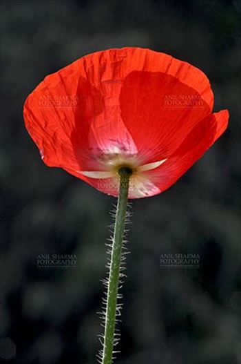 Beautiful Red Color Poppy (Papaver oideae) flower  with green color background blooming in a garden at Noida, Uttar Pradesh, India.