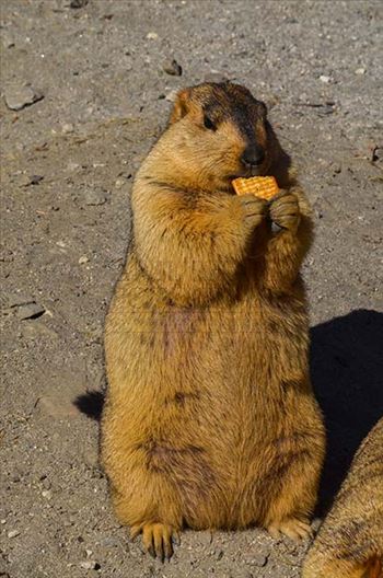 A Hungry Himalayan Marmots enjoying biscute.