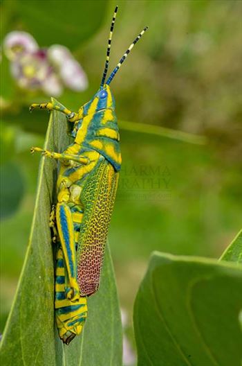 Close-up of an Indian Painted Grasshopper, Poekilocerus Pictus, sitting on a milkweed leave at Noida, Uttar Pradesh, India.