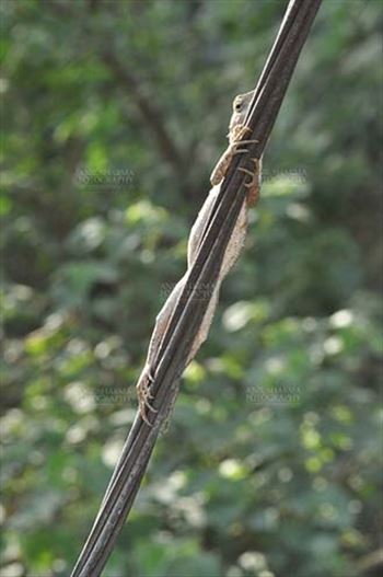 Reptiles- Oriental Garden Lizard - Noida, Uttar Pradesh, India- May 28, 2011: Oriental Garden Lizard, Eastern Garden Lizard or Changeable Lizard (Calotes versicolor) is climbing a wire, Noida, Uttar Pradesh, India.