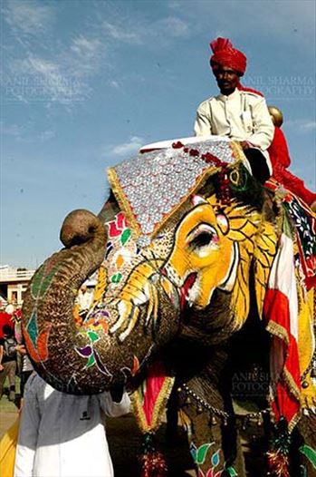 A decorated Elephant welcomeing tourists at Holi and Elephant Festival at jaipur, Rajasthan (India).