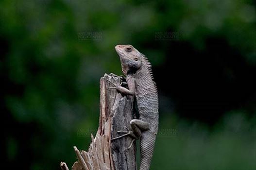 Noida, Uttar Pradesh, India- June 26, 2016: Oriental Garden Lizard, Eastern Garden Lizard or Changeable Lizard (Calotes versicolor) adult resting on a tree stump, Noida, Uttar Pradesh, India.