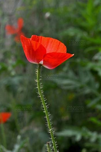 Flowers- Poppy Flowers (Papaver oideae) - Beautiful Red Color Poppy (Papaver oideae) flower with green color background blooming in a garden at Noida, Uttar Pradesh, India.