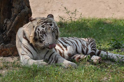 White Tiger, New Delhi, India- April 3, 2018: A White Tiger (Panthera tigris) resting and showing his tongue at New Delhi, India.